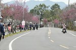 賞櫻健行